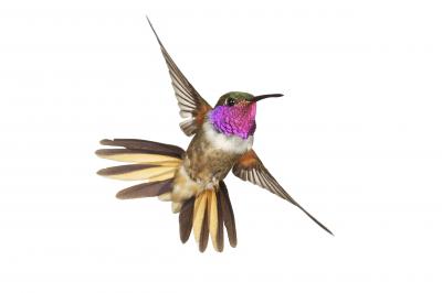 Male Bahama Woodstar