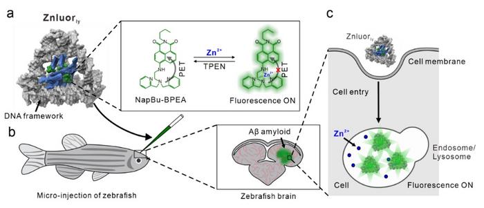 Znluorly用于溶酶体锌离子靶向成像的示意图。