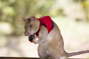 Giant African pouched rat with training vest