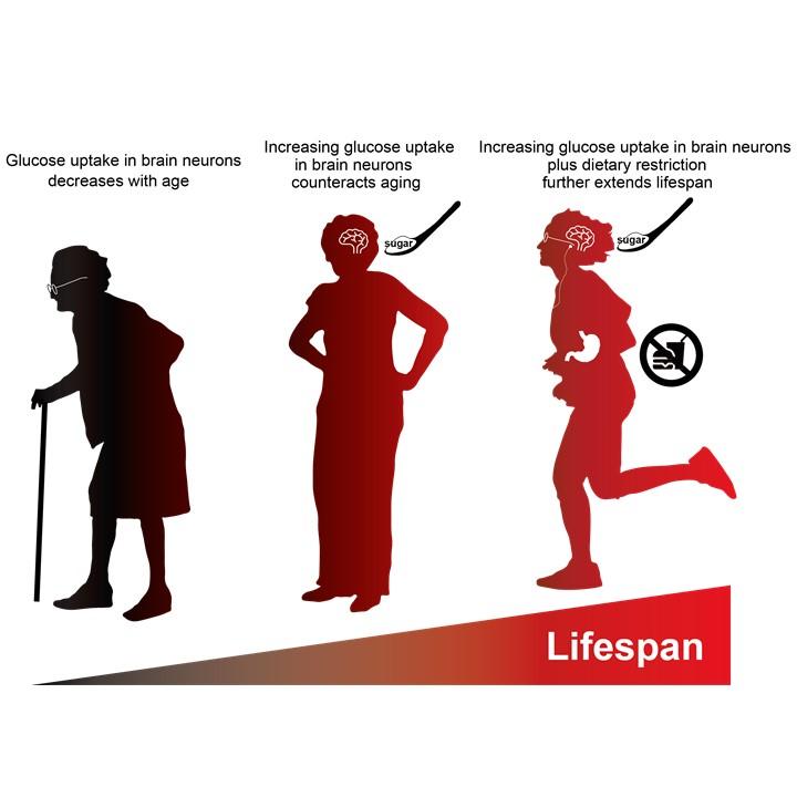 A summary of how the team's findings affect organism lifespans.