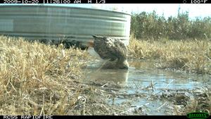 Red-tailed Hawk