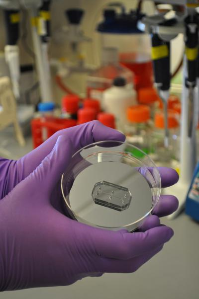 Organ-on-a-Chip [IMAGE] | EurekAlert! Science News Releases