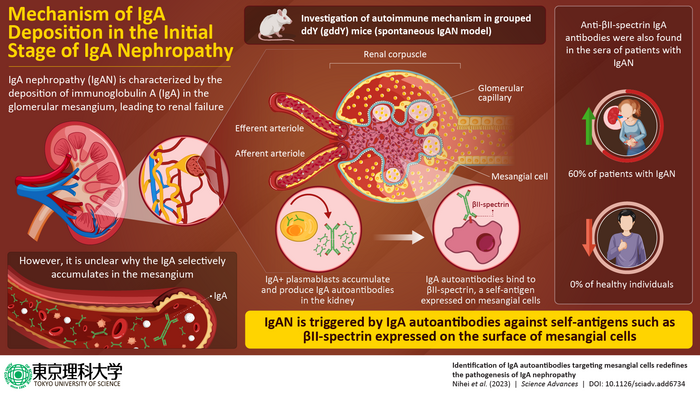Pathogenesis of IgA nephropathy revealed in this study.