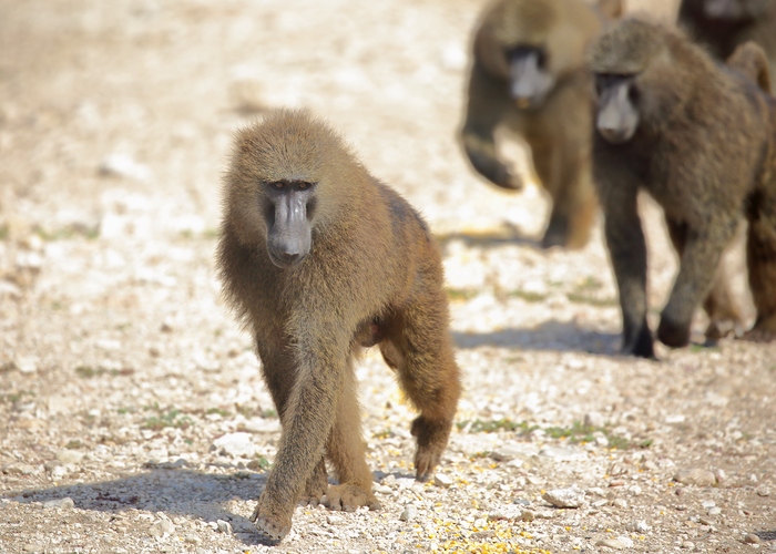 Baboons at the Southwest National Primate Research Center