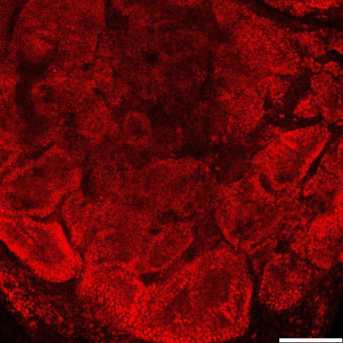 Neonatal testis organoids tubules sertoli