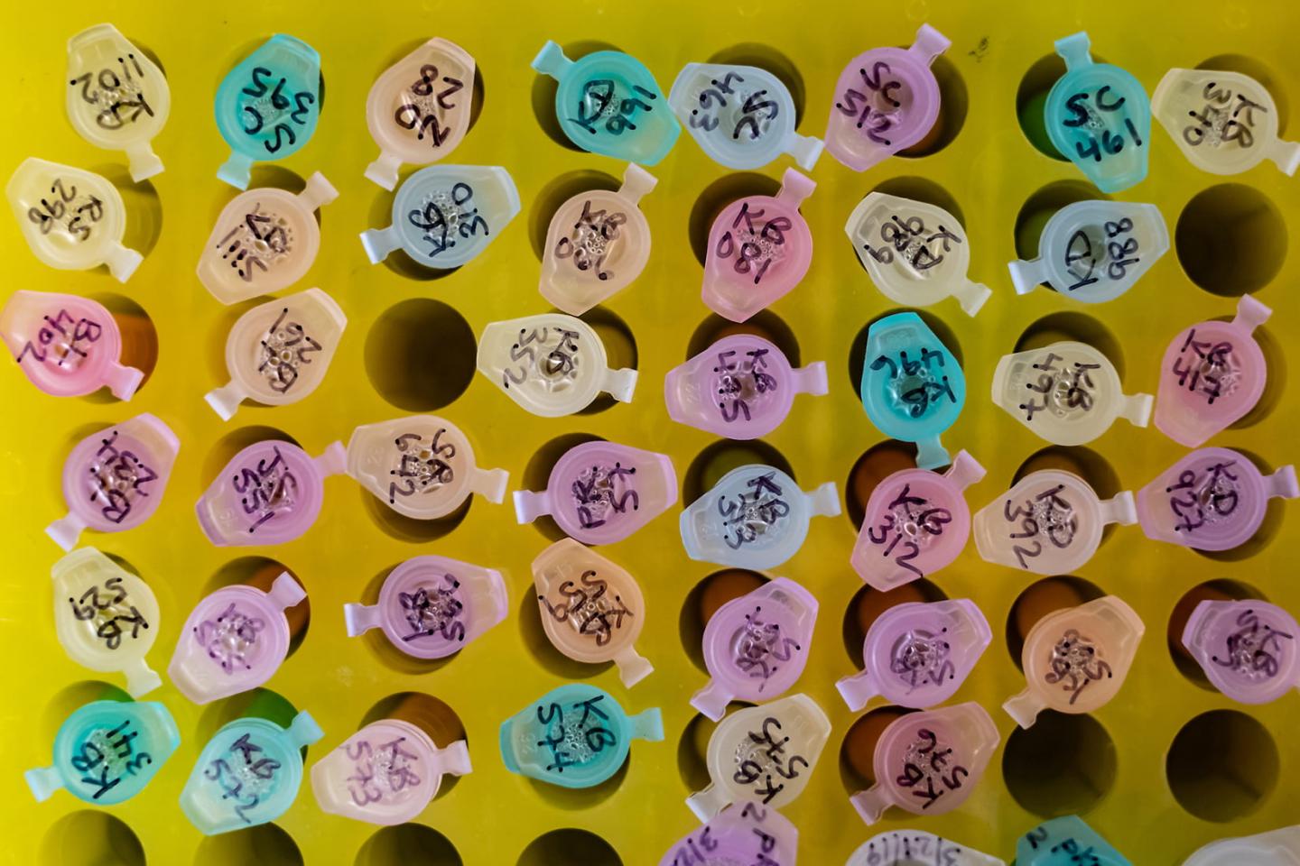 Synthetic Biologists Rewired the Genetic Circuitry