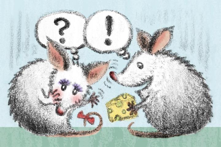 Mouse Sex Differences