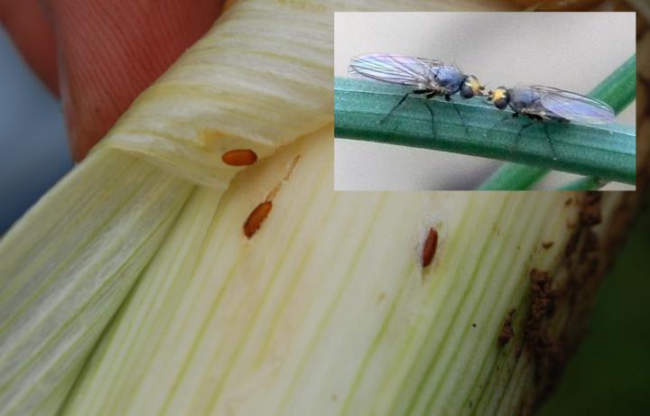 Allium Leaf Miners