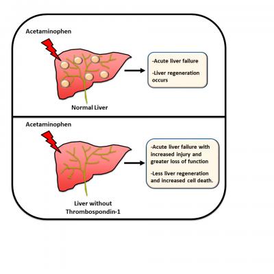 Scientists Find New Therapy Target For Drug I Eurekalert