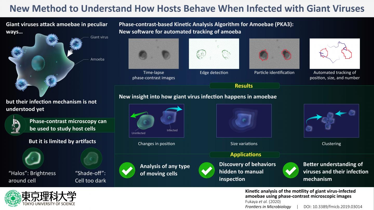 Analysis of the Motility of Giant Virus-Infected Amoebae