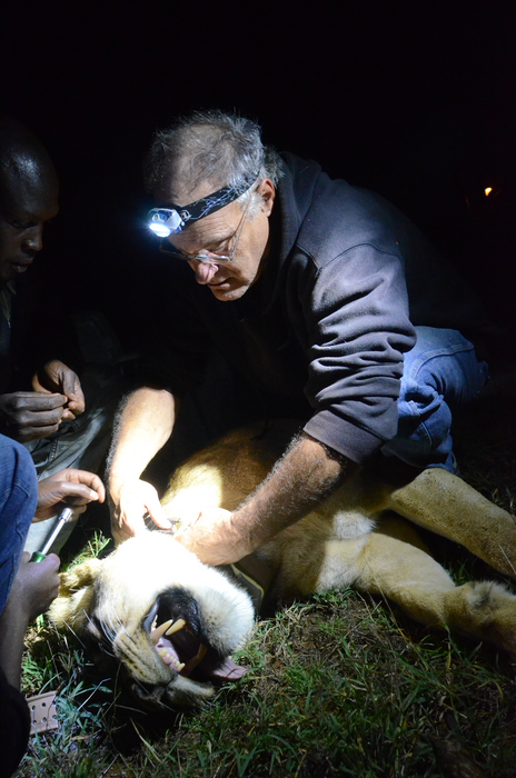 Can lions coexist with cattle in Africa? | EurekAlert!