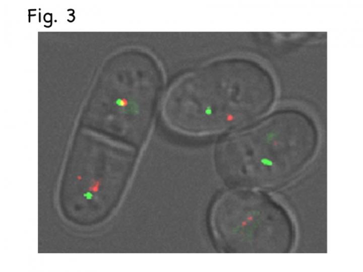 Late-Replication Origin