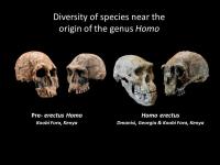 Diversity of Species within <i>Homo</i>
