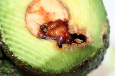 An Infected Avocado