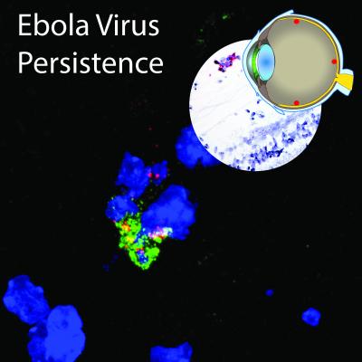 Ebola Virus Persistence