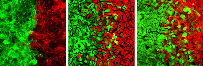 Cell Pattern Formations