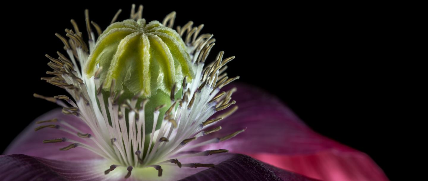 Flower and capsule of the opium poppy.
