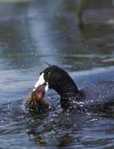 Coot and Chick