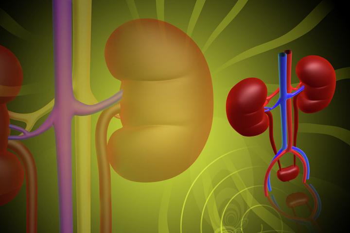 Fig.1 Kidney Structure