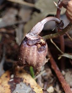 A flower of Gastrodia foetida on the verge of decomposition