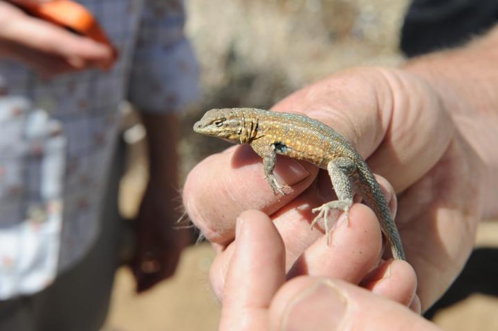 Method Assesses Health and Size of Lizard Populations