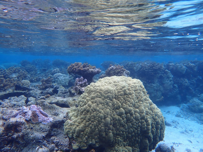 coral reef from the island of Moorea