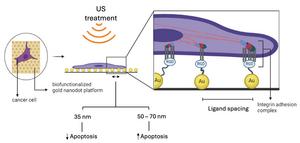 ECM spacing of 50–70 nm induces cancer cell death upon ultrasound treatment, by increasing myosin forces, compared to tumour microenvironment (TME)-mimicking spacing (35 nm)