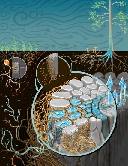 Ectomycorrhizal and Arbuscular Mycorrhizal Fungi