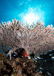 Corals may look healthy, but coastal urbanization is destroying their delicate biorhythm