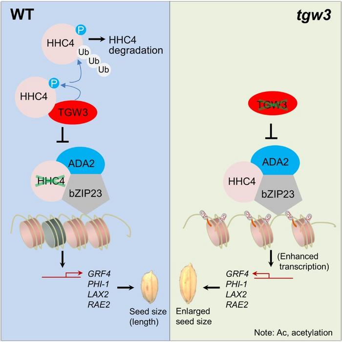 TGW3 phosphorylation of HHC4 shapes rice grain size through functional impairment of a chromatin modifier ternary complex