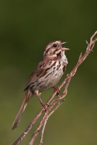 Bird's Playlist Could Signal Mental Strengths and Weaknesses