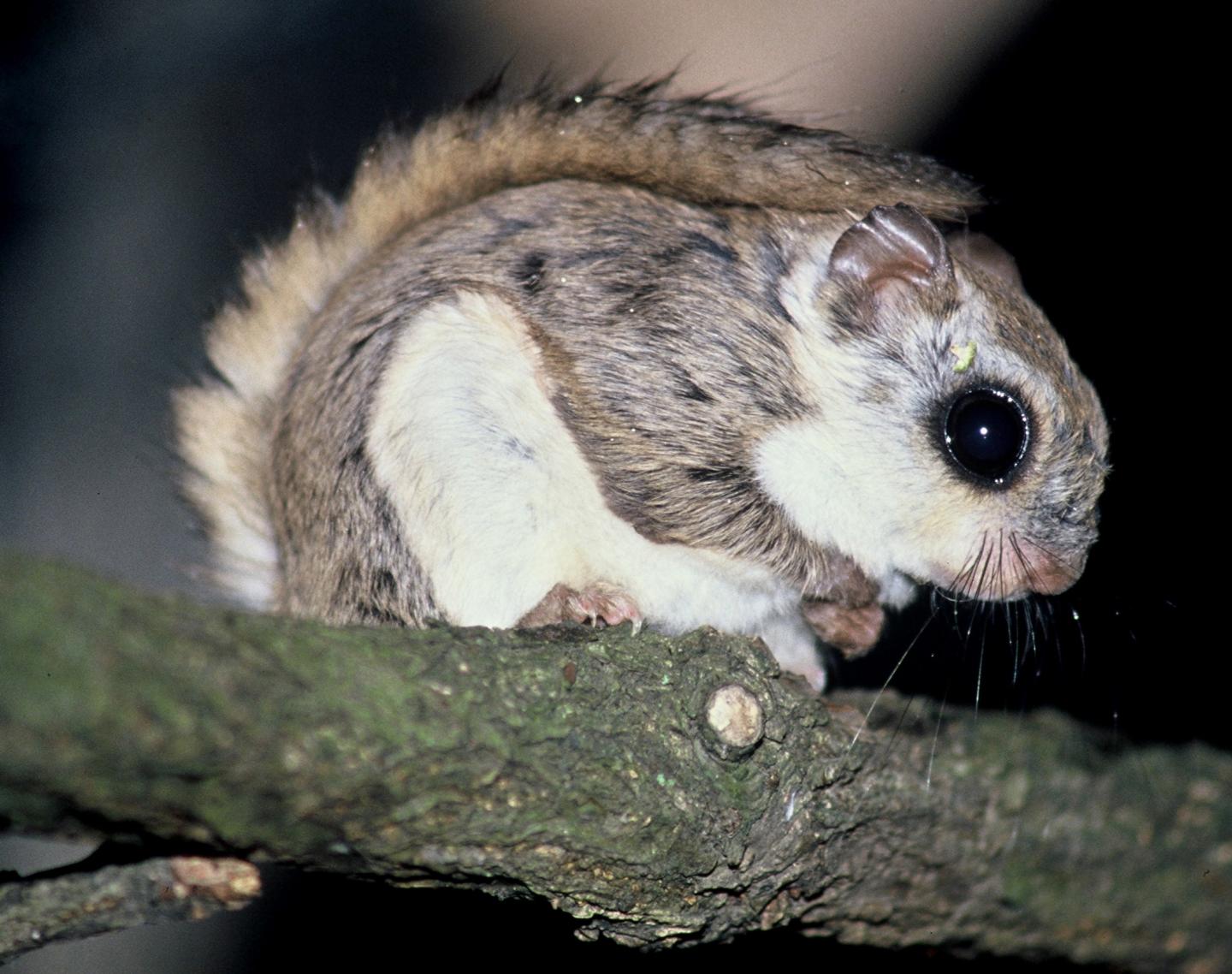 Flying Squirrels