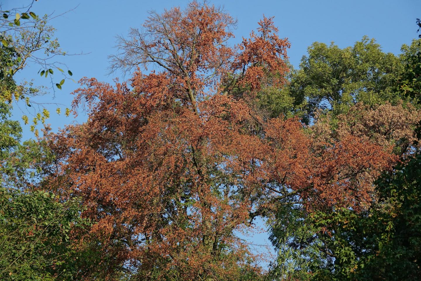 Trees Turning Brown in August [IMAGE] EurekAlert! Science News Releases