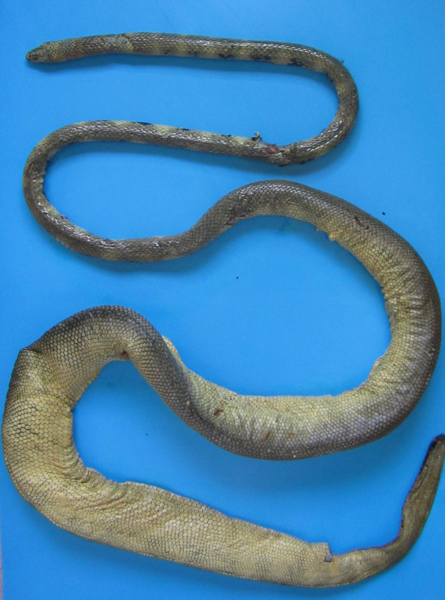 Günther's Sea Snake, Iranian Coastal Waters