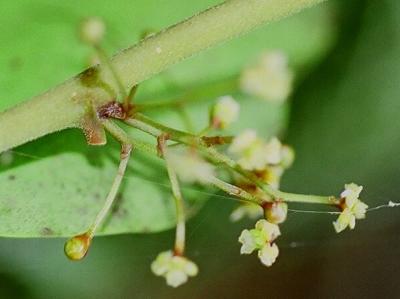Amborella Flower Buds