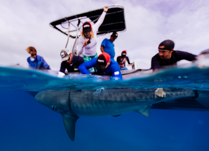 Tiger shark tagging Bahamas