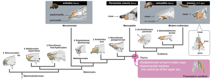 Illustration of the transition of upper jaw bones in the Mammaliaformes, an evolutionary grouping that includes living and extinct mammal species.