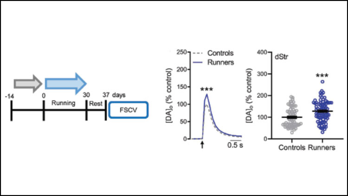 Exercise Increases Dopamine Release in Mice