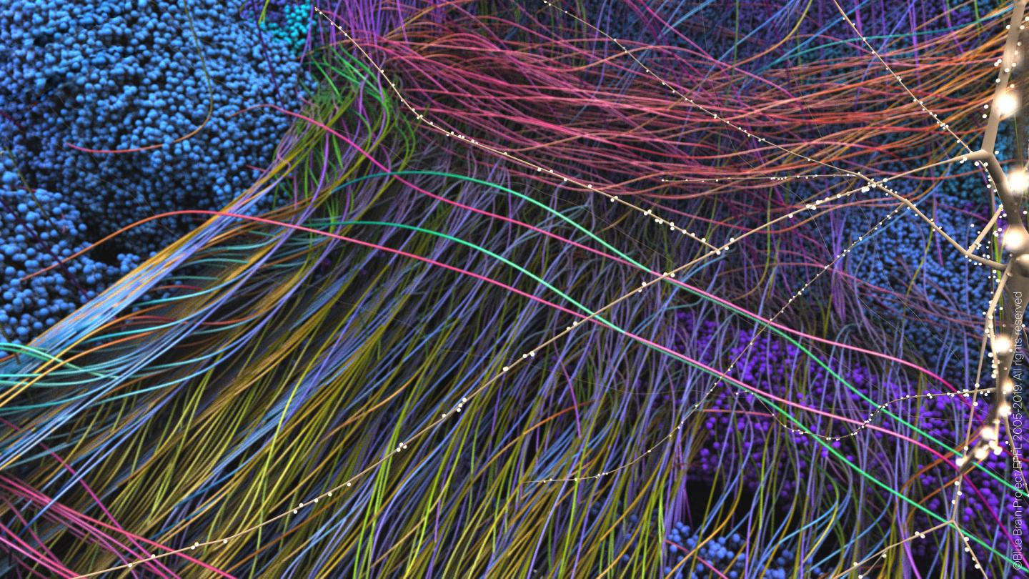 A Null Model of the Mouse Whole Neocortex Connectome