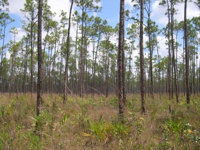 Savanna Pines (<I>Pinus elliottii var. densa</I>) in Everglades National Park, Fla.