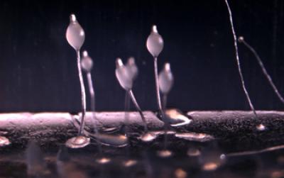 Amoebae Fruiting Bodies