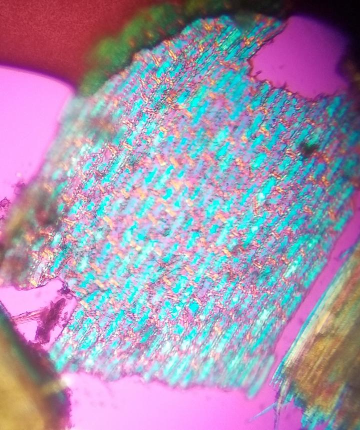 Fir Cells from Moose Pellets