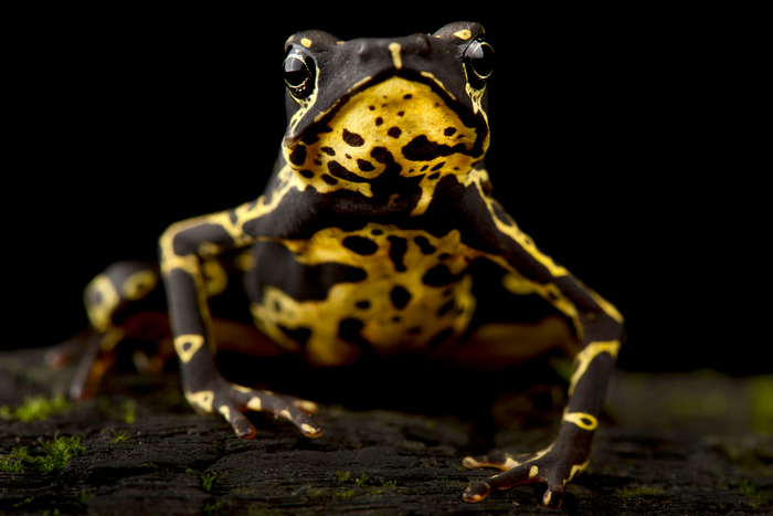 The Hoogmoed's harlequinfrog (Atelopus hoogmoedi)