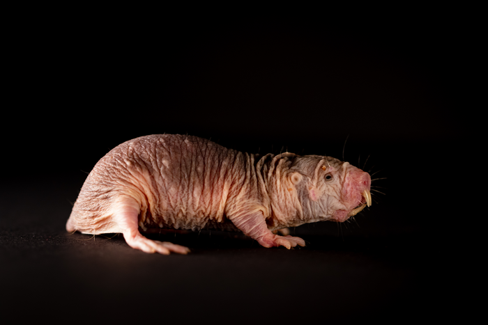 Naked mole-rat