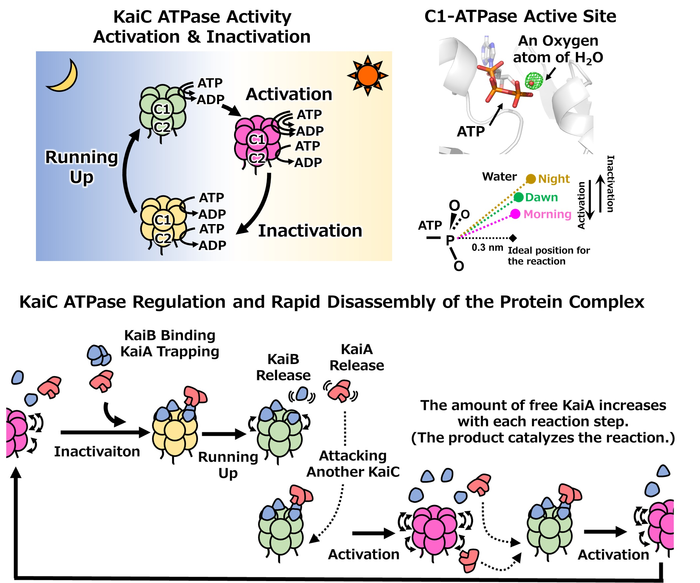 Figure 2: Activation and inactivation of dual ATPases drive the clock system