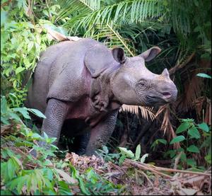 Sundaic rhinoceros (Eurhinoceros sondaicus)