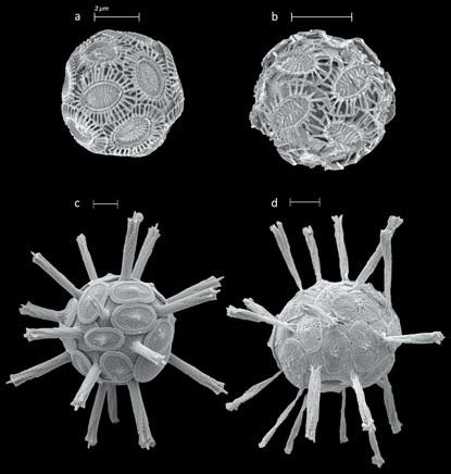 Coccolithophores