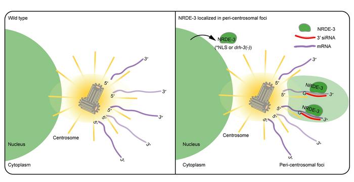 A working model for peri-centrosomal localization of NRDE-3/siRNAs in C. elegans.