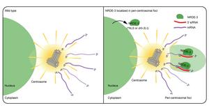 A working model for peri-centrosomal localization of NRDE-3/siRNAs in C. elegans.