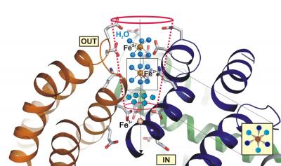 Molecular Structure of Enzyme N-acyl Amino Acid Hydrolase from <I>Microbacterium arborescens</I>